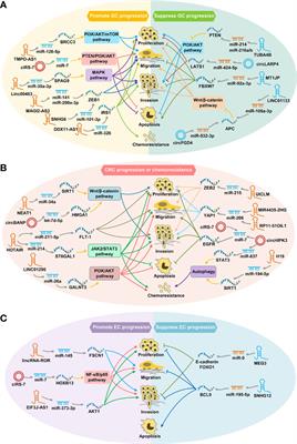 Prognostic Roles of ceRNA Network-Based Signatures in Gastrointestinal Cancers